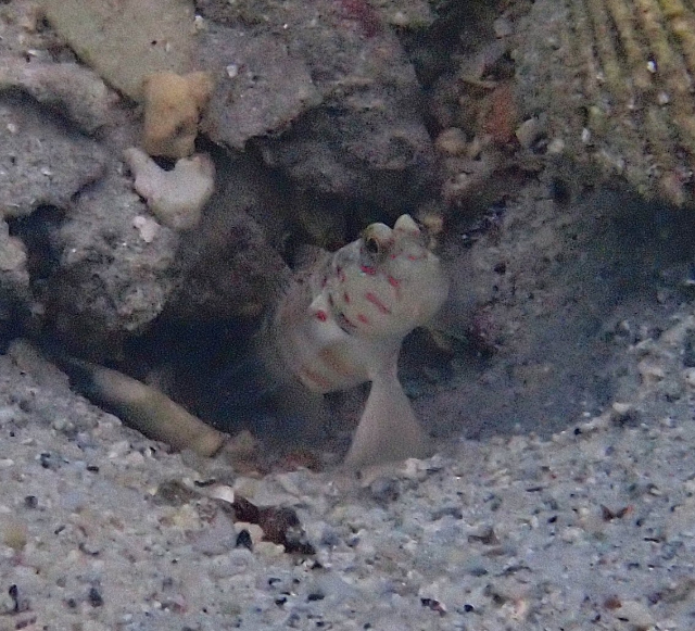 Click to View Pink-spotted Shrimpgoby<br><span style='font-size:12px'><i>Dave & Rose</i></span>