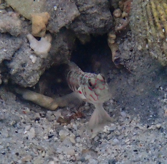 Click to View Pink-spotted Shrimpgoby<br><span style='font-size:12px'><i>Dave & Rose</i></span>