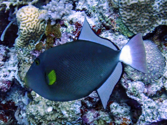 Pinktail Triggerfish<br><span style='font-size:12px'><i>Dave & Rose</i>&nbsp&nbspPhilippines&nbsp&nbsp30th Apr 2026</span>