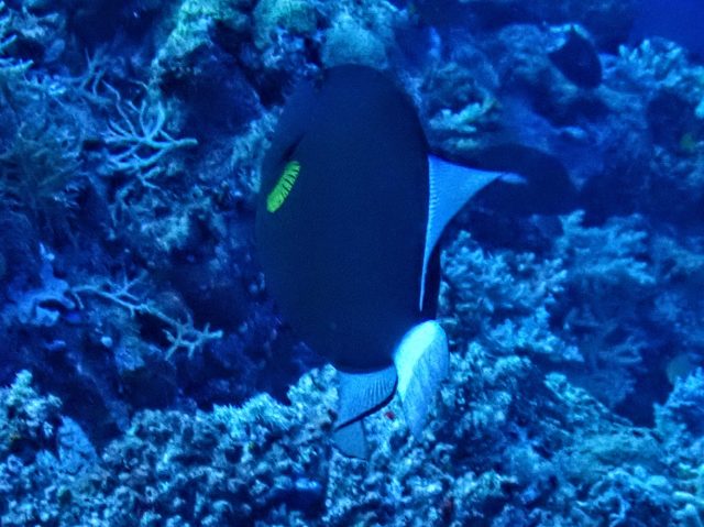 Pinktail Triggerfish<br><span style='font-size:12px'><i>Dave & Rose</i></span>