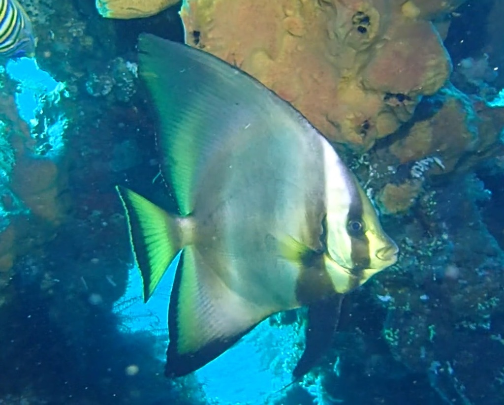Click to View Pinnate Spadefish<br><span style='font-size:12px'><i>iNaturalist</i></span>