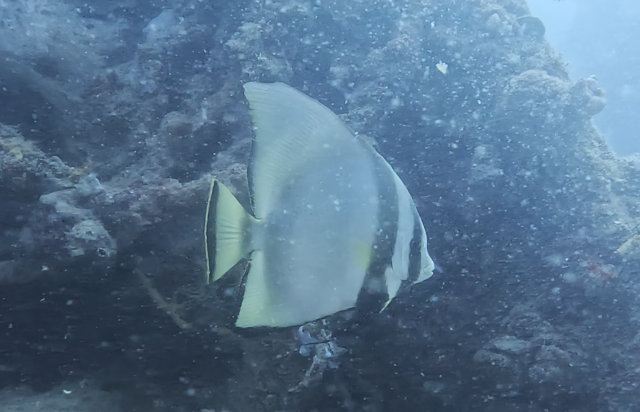 Click to View Pinnate Spadefish<br><span style='font-size:12px'><i>Dave & Rose</i></span>