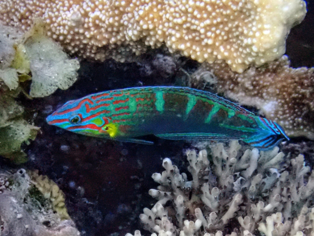 Pinstriped Wrasse<br><span style='font-size:12px'><i>Dave & Rose</i>&nbsp&nbspPhilippines&nbsp&nbsp26th Apr 2026</span>