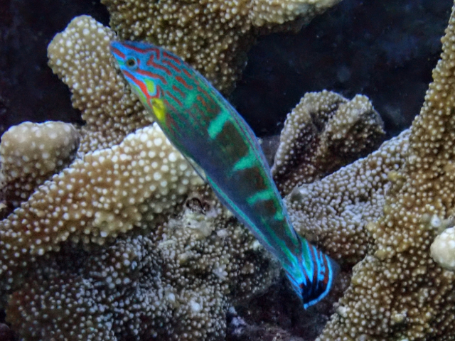 Pinstriped Wrasse<br><span style='font-size:12px'><i>Dave & Rose</i></span>