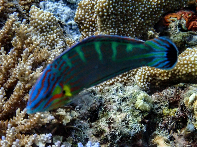 Pinstriped Wrasse<br><span style='font-size:12px'><i>Dave & Rose</i></span>