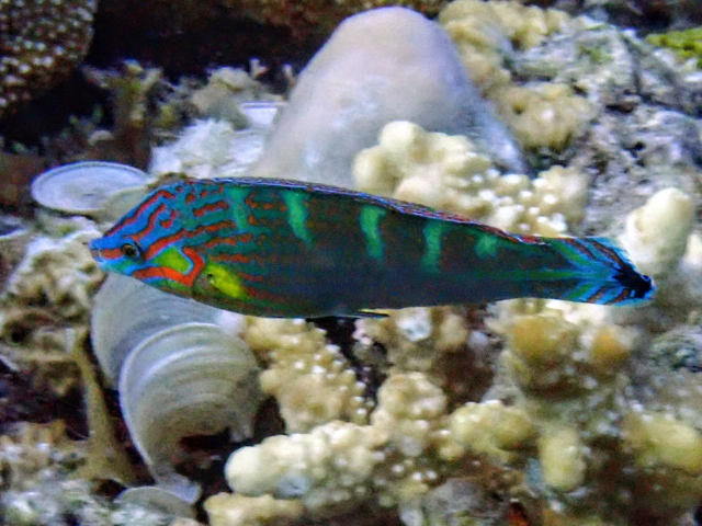 Pinstriped Wrasse<br><span style='font-size:12px'><i>Dave & Rose</i></span>