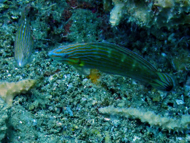 Pinstriped Wrasse<br><span style='font-size:12px'><i>Dave & Rose</i></span>