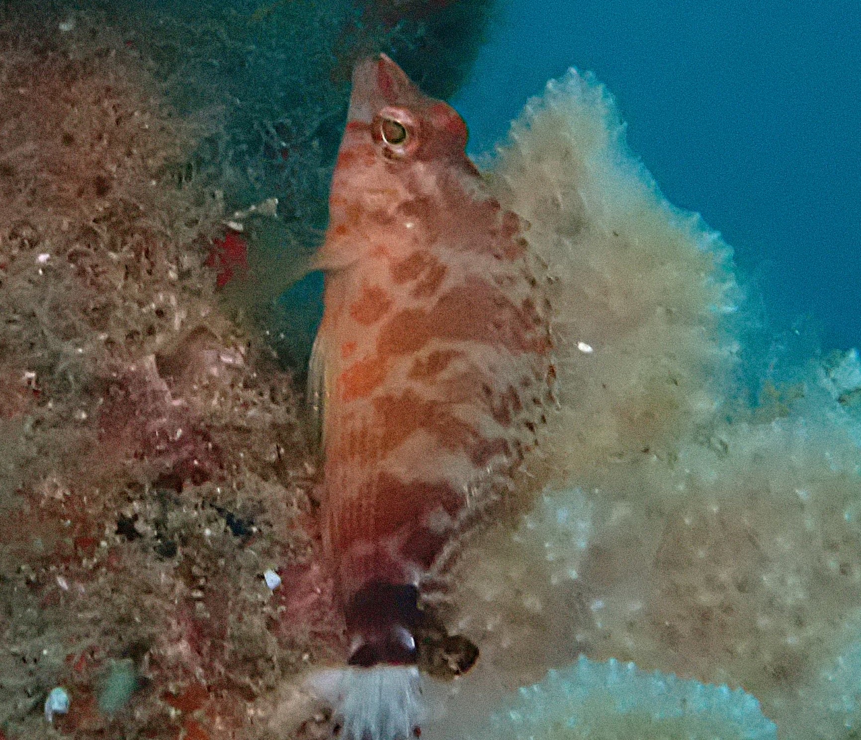 Click to View Pixie Hawkfish<br><span style='font-size:12px'><i>Dave & Rose</i></span>