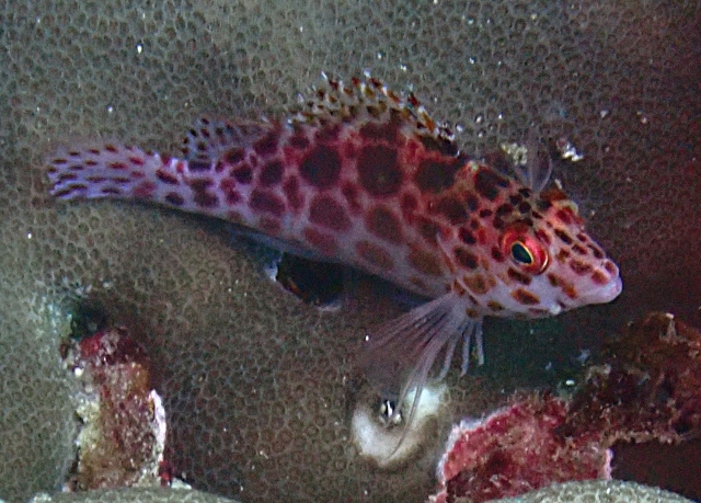 Click to View Pixie Hawkfish<br><span style='font-size:12px'><i>Dave & Rose</i></span>