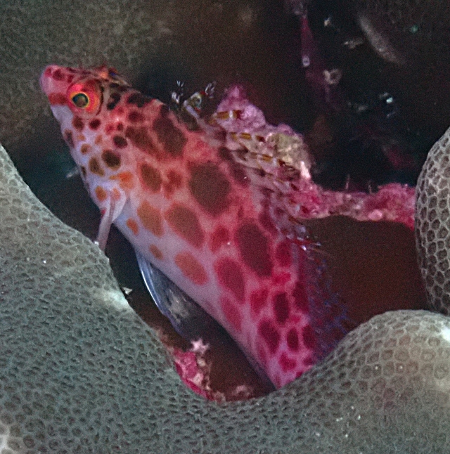 Click to View Pixie Hawkfish<br><span style='font-size:12px'><i>Dave & Rose</i></span>