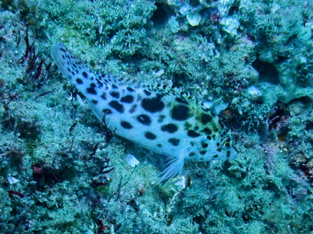 Click to View Pixie Hawkfish<br><span style='font-size:12px'><i>Dave & Rose</i></span>