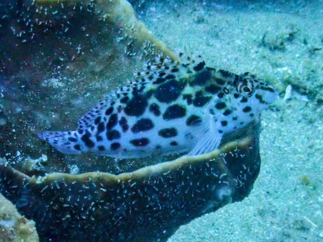 Click to View Pixie Hawkfish<br><span style='font-size:12px'><i>Dave & Rose</i></span>