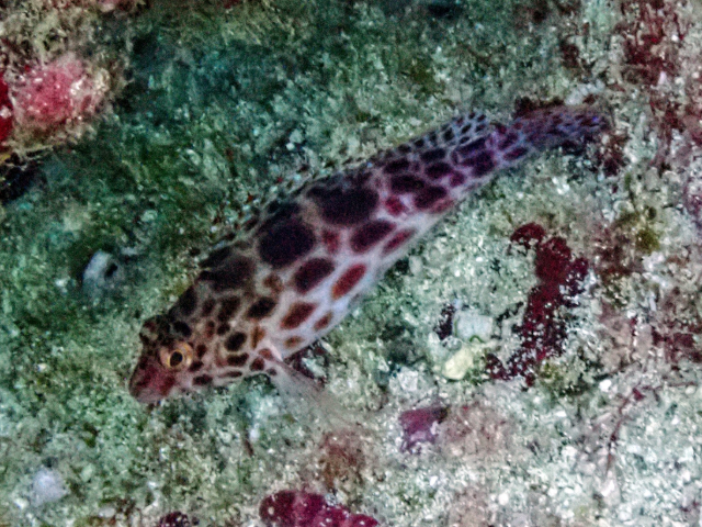 Click to View Pixie Hawkfish<br><span style='font-size:12px'><i>Dave & Rose</i></span>