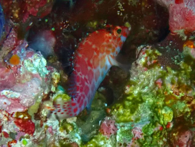 Click to View Pixie Hawkfish<br><span style='font-size:12px'><i>Dave & Rose</i></span>