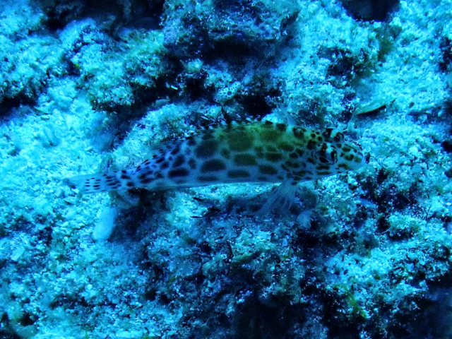 Click to View Pixie Hawkfish<br><span style='font-size:12px'><i>Dave & Rose</i></span>