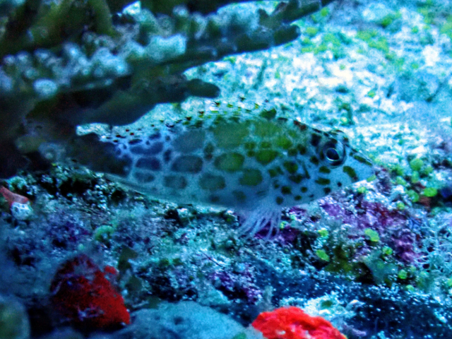 Pixie Hawkfish<br><span style='font-size:12px'><i>Dave & Rose</i></span>