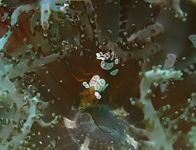 Click to View Squat Anemone Shrimp<br><span style='font-size:12px'><i>Dave & Rose</i></span>