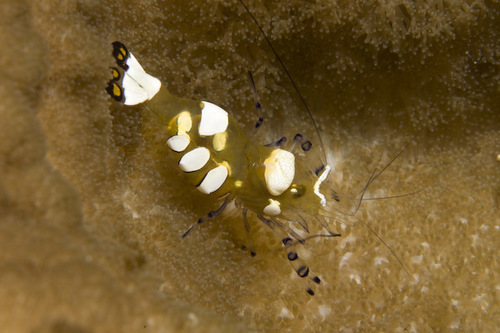 Click to View Popcorn Shrimp<br><span style='font-size:12px'><i>iNaturalist</i></span>