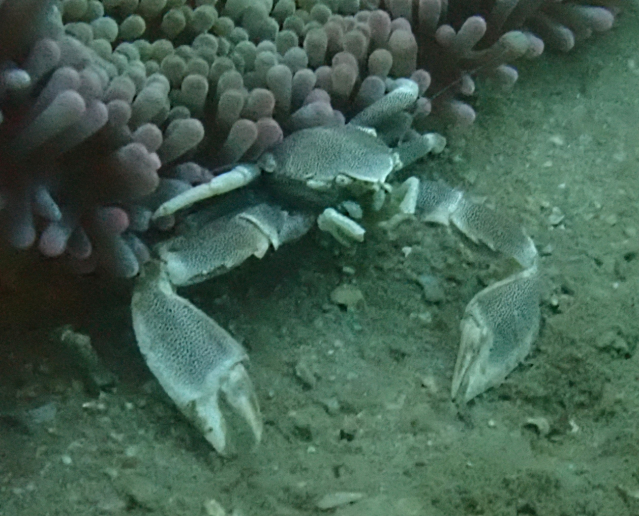 Click to View Porcelain Anemone Crab<br><span style='font-size:12px'><i>Dave & Rose</i></span>