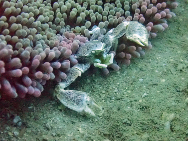 Click to View Porcelain Anemone Crab<br><span style='font-size:12px'><i>Dave & Rose</i></span>