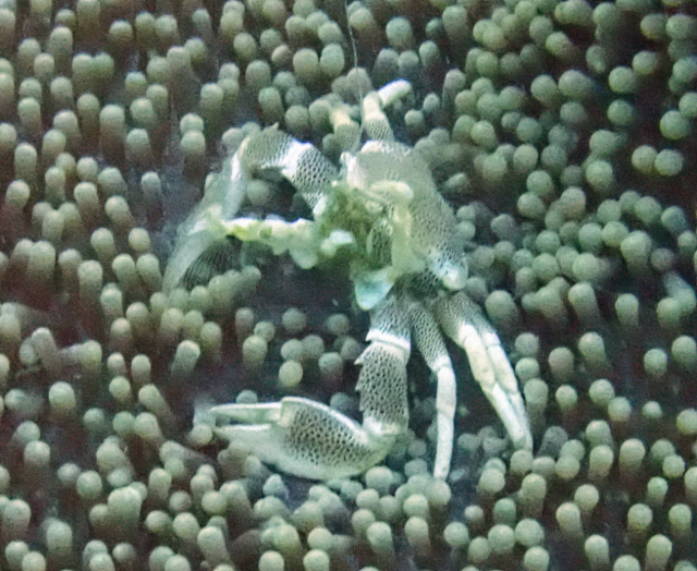Click to View Porcelain Anemone Crab<br><span style='font-size:12px'><i>Dave & Rose</i></span>