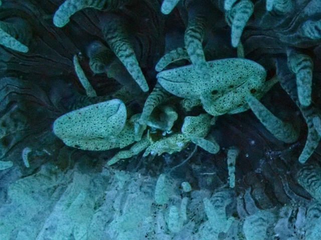 Click to View Porcelain Anemone Crab<br><span style='font-size:12px'><i>Dave & Rose</i></span>