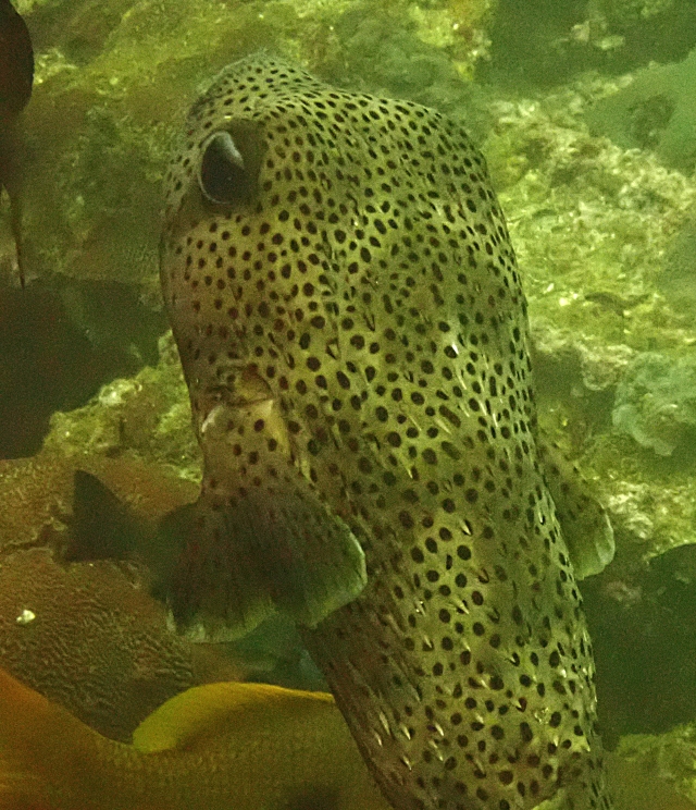 Porcupinefish<br><span style='font-size:12px'><i>Dave & Rose</i></span>