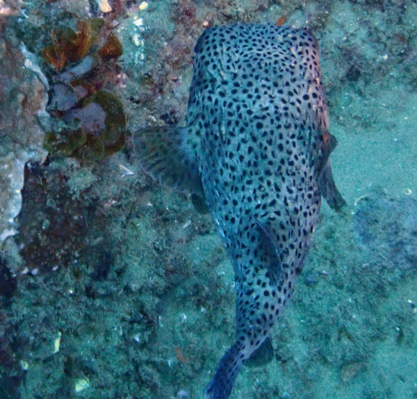 Click to View Porcupinefish<br><span style='font-size:12px'><i>Dave & Rose</i></span>