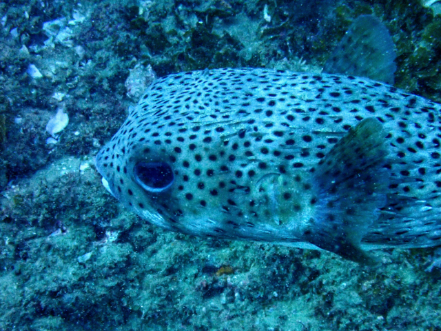 Click to View Porcupinefish<br><span style='font-size:12px'><i>Dave & Rose</i></span>