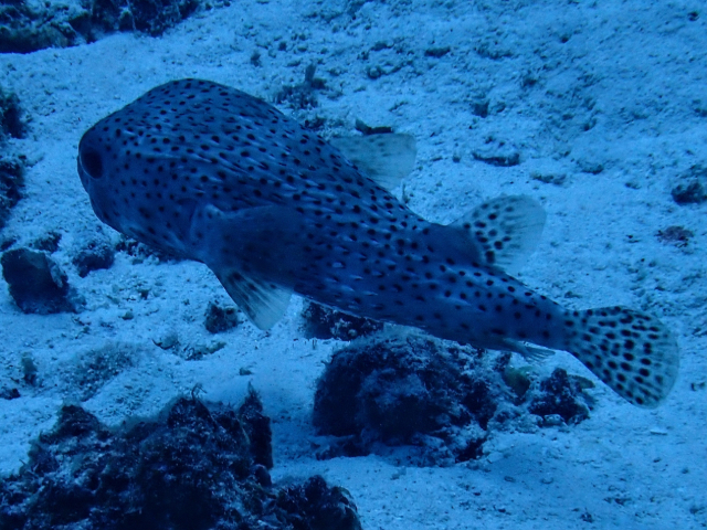 Click to View Porcupinefish<br><span style='font-size:12px'><i>Dave & Rose</i></span>