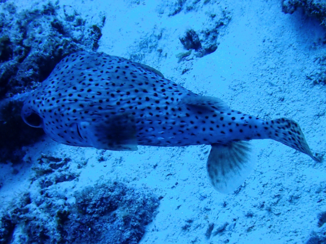 Click to View Porcupinefish<br><span style='font-size:12px'><i>Dave & Rose</i></span>