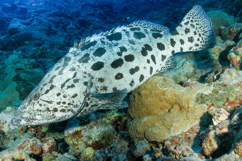 Click to View Potato Grouper<br><span style='font-size:12px'><i>iNaturalist</i></span>