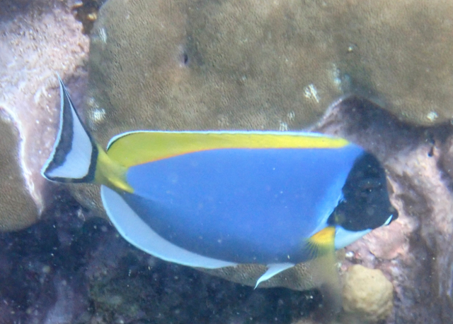 Click to View Powderblue Surgeonfish<br><span style='font-size:12px'><i>Dave & Rose</i></span>