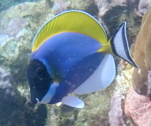 Click to View Powderblue Surgeonfish<br><span style='font-size:12px'><i>Dave & Rose</i></span>
