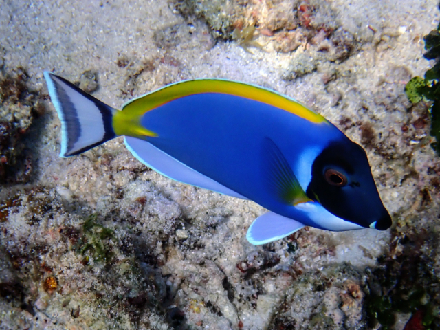 Click to View Powderblue Surgeonfish<br><span style='font-size:12px'><i>Dave & Rose</i></span>