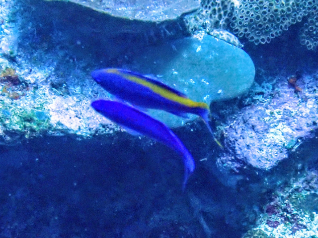 Click to View Purple Queenfish w female<br><span style='font-size:12px'><i>Dave & Rose</i></span>