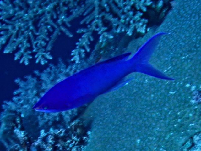 Click to View Purple Queenfish<br><span style='font-size:12px'><i>Dave & Rose</i></span>