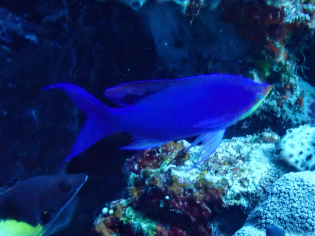Purple Queenfish Purple Queenfish<br><span style='font-size:12px'><i>Dave & Rose</i>  Philippines  29th Apr 2026</span>