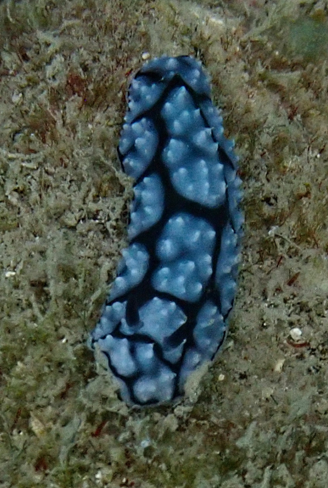 Click to View Pustulose Wart Slug<br><span style='font-size:12px'><i>Dave & Rose</i></span>