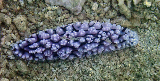 Click to View Pustulose Wart Slug<br><span style='font-size:12px'><i>Dave & Rose</i></span>