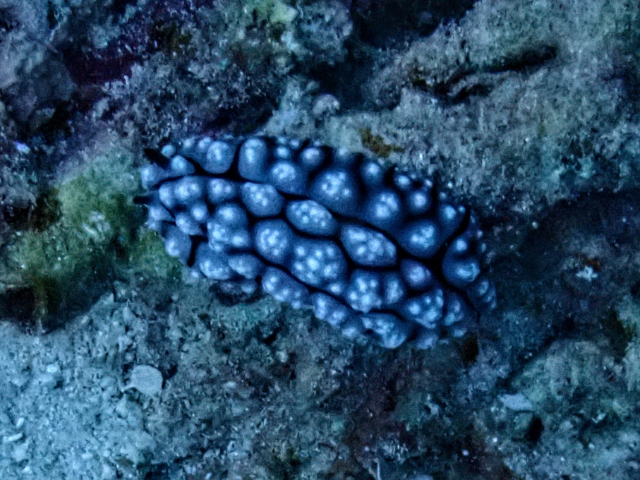 Pustulose Wart Slug<br><span style='font-size:12px'><i>Dave & Rose</i></span>
