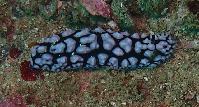 Click to View Pustulose Wart Slug<br><span style='font-size:12px'><i>Dave & Rose</i></span>