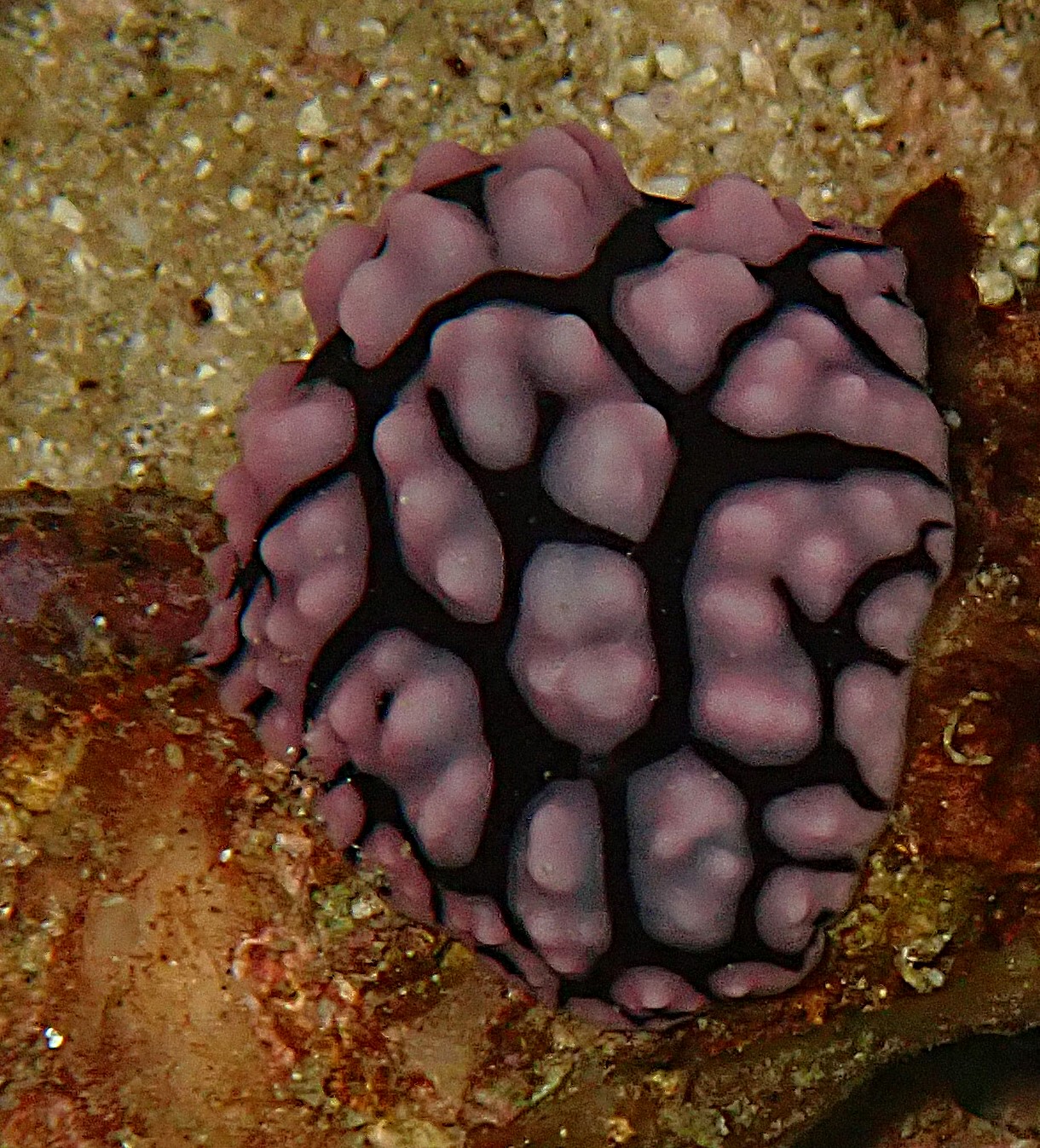 Click to View Pustulose Wart Slug<br><span style='font-size:12px'><i>Dave & Rose</i></span>