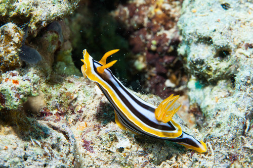 Click to View Pyjama Chromodorid<br><span style='font-size:12px'><i>iNaturalist</i></span>