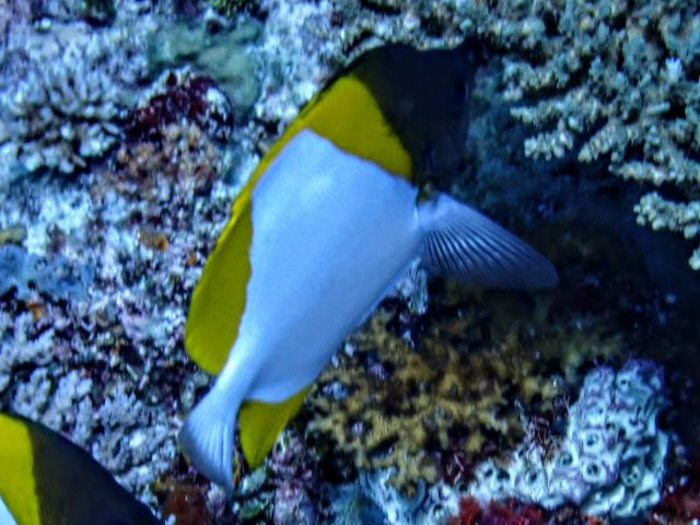 Pyramid Butterflyfish<br><span style='font-size:12px'><i>Dave & Rose</i>&nbsp&nbspPhilippines&nbsp&nbsp29th Apr 2026</span>