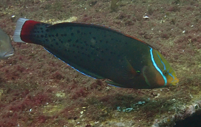 Click to View Queen Coris<br><span style='font-size:12px'><i>Dave & Rose</i></span>