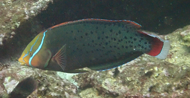 Click to View Queen Coris<br><span style='font-size:12px'><i>Dave & Rose</i></span>