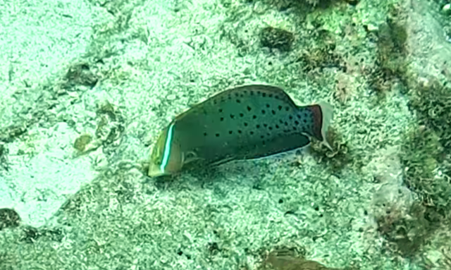 Click to View Queen Coris<br><span style='font-size:12px'><i>Dave & Rose</i></span>