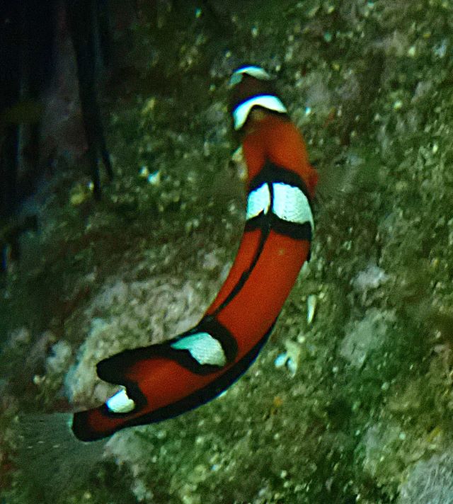 Click to View Queen Coris Juv<br><span style='font-size:12px'><i>Dave & Rose</i></span>