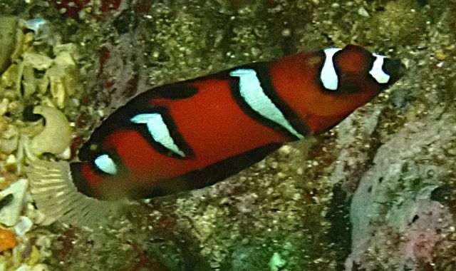 Click to View Queen Coris Juv<br><span style='font-size:12px'><i>Dave & Rose</i></span>